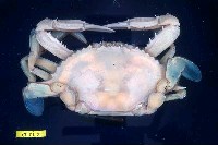 藏品(紅星梭子蟹)的圖片